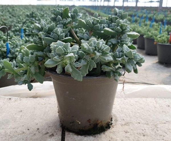 OSCULARIA DELTOIDES