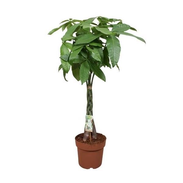 PACHIRA AQUATICA