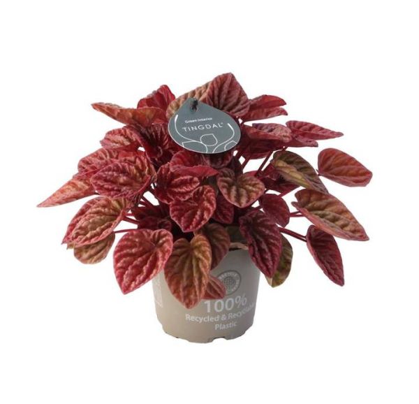 PEPEROMIA CAPERATA QUITO