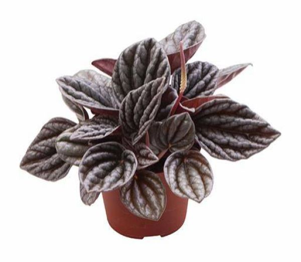 PEPEROMIA CAPERATA RED LUNA