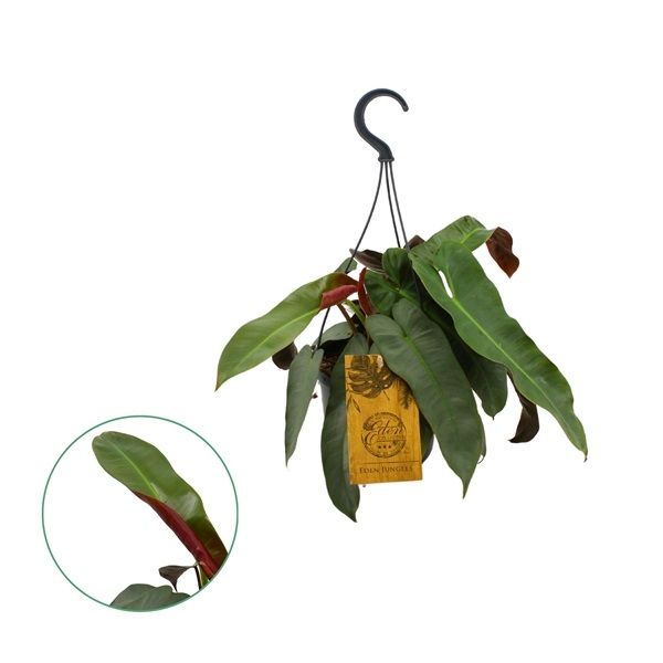 PHILODENDRON ATABAPOENSE-SILVER-S