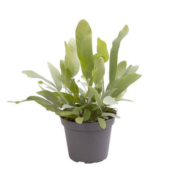 PHLEBODIUM AUREUM