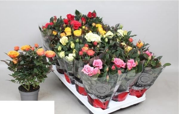 ROSIER KORDANA GRANDE