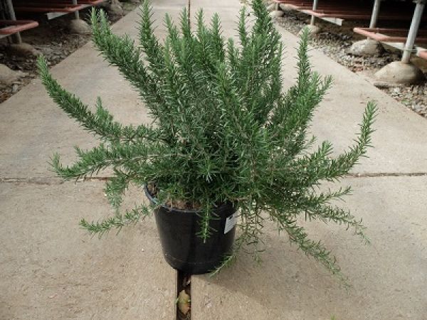 ROSMARINUS PROST. TOUFFE