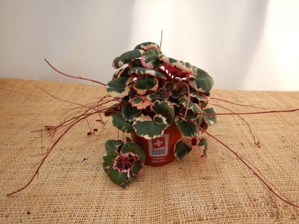 SAXIFRAGA STOLONIFERA