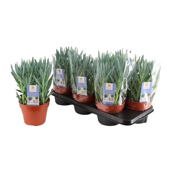 SENECIO FICOIDES MOUNT EVEREST