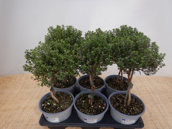 THYMUS CITRIODORUS TIGE