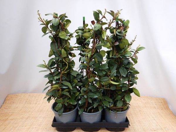 TRACHELOSPERMUM JASMINOIDE