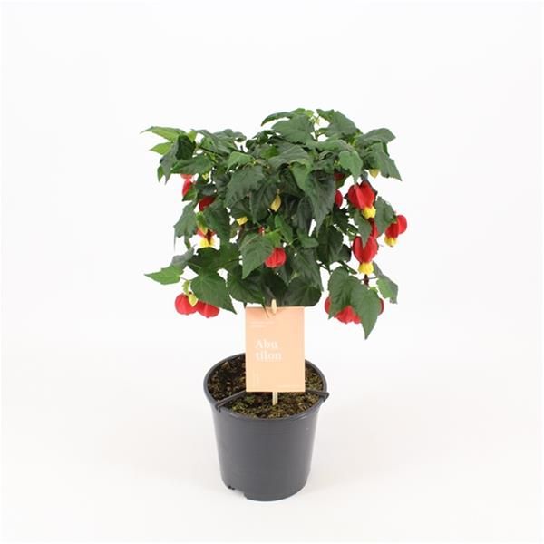 ABUTILON BIG BELL TIGE