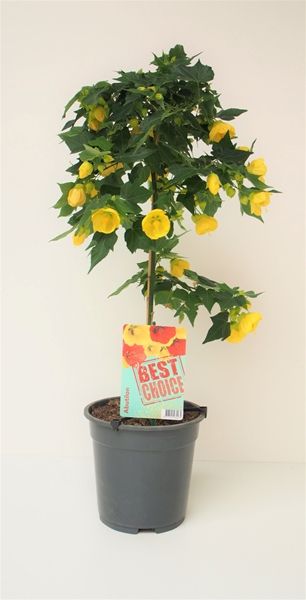 ABUTILON JAUNE TIGE