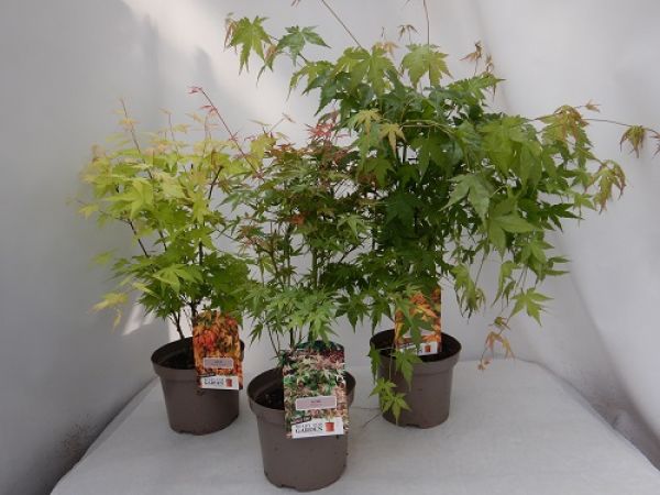ACER PALMATUM