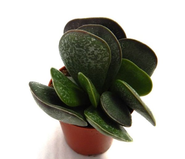 ADROMICHUS TRIGYNUS