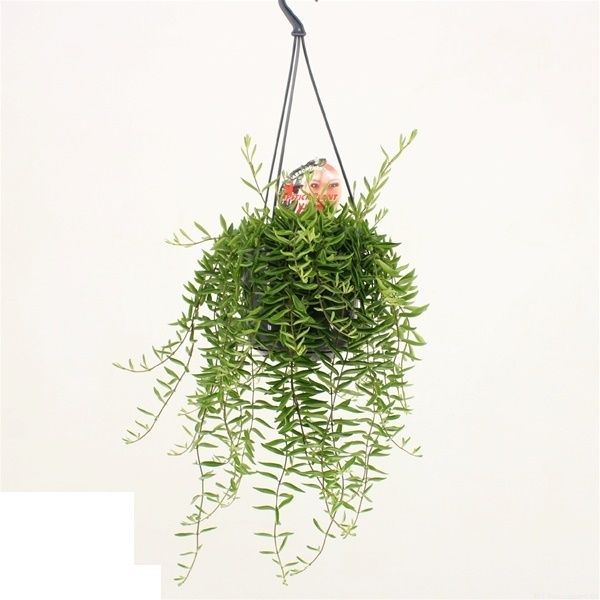 AESCHINANTHUS GREEN STAR