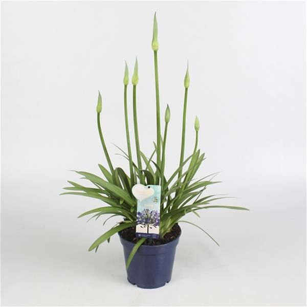 AGAPANTHUS AMOURETTE