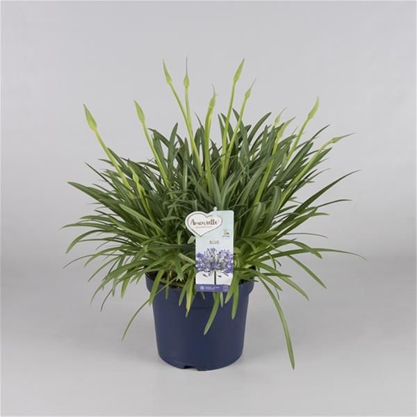 AGAPANTHUS AMOURETTE