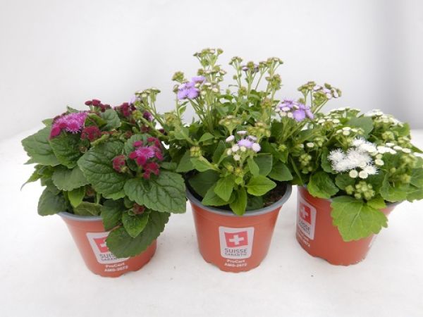 AGERATUM