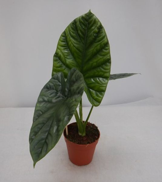 ALOCASIA LUKIWAN-S