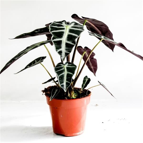ALOCASIA POLY