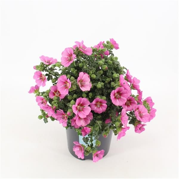 ANISODONTEA