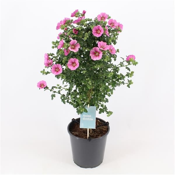 ANISODONTEA TIGE