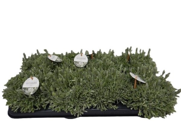 ANTENNARIA DIOICA