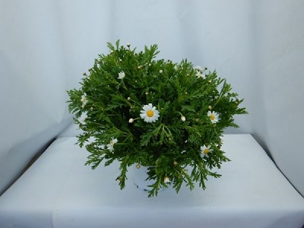 ANTHEMIS / ARGYRANTHEMUN