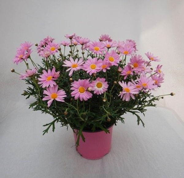 ANTHEMIS / ARGYRANTHEMUN