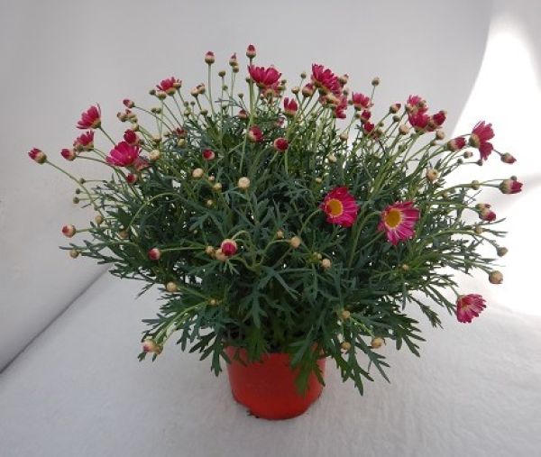 ANTHEMIS / ARGYRANTHEMUN