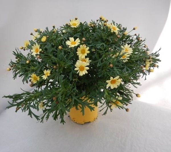 ANTHEMIS / ARGYRANTHEMUN