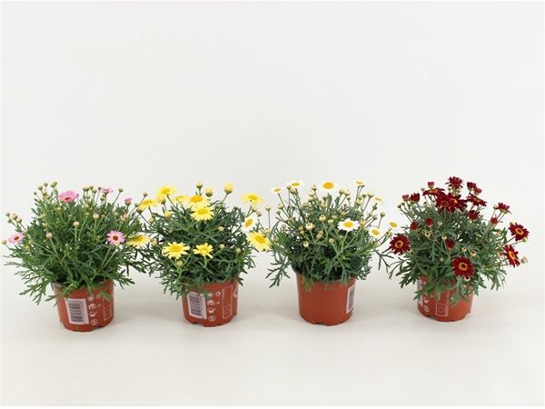 ANTHEMIS / ARGYRANTHEMUN