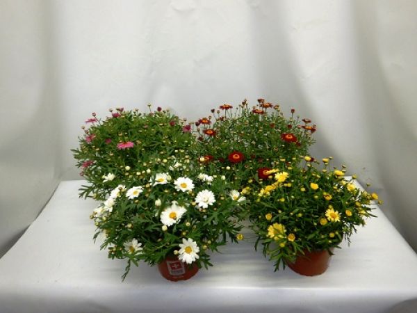 ANTHEMIS / ARGYRANTHEMUN