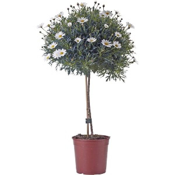 ANTHEMIS / ARGYRANTHEMUN TIGE