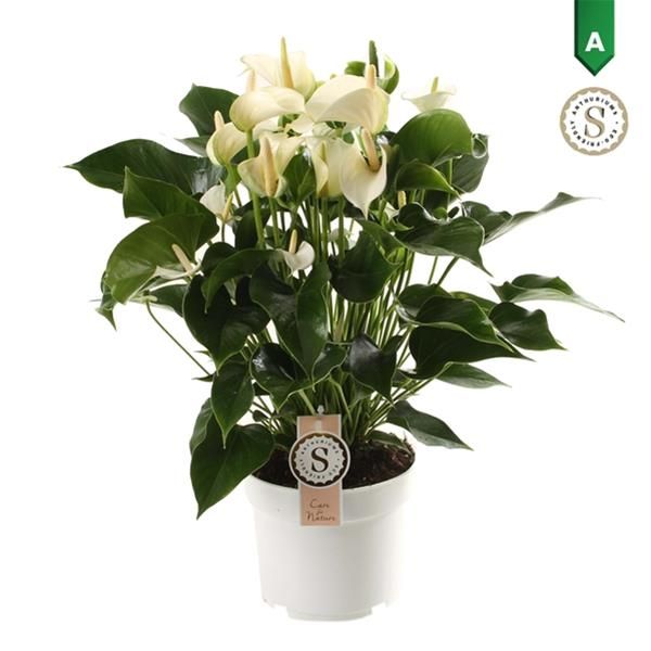 ANTHURIUM WHITE CHAMPION