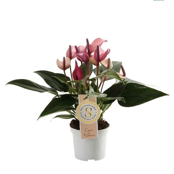 ANTHURIUM ZIZOU