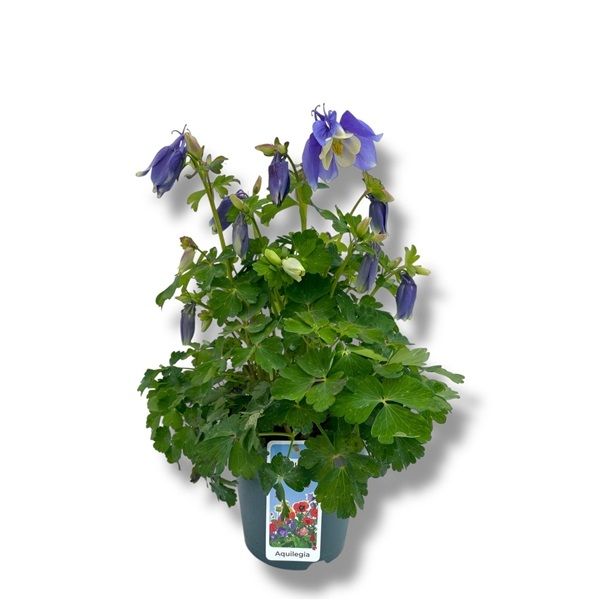 AQUILEGIA VULGARIS SPING MAGIC