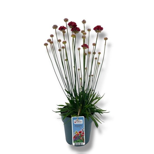 ARMERIA BALLARINA RED