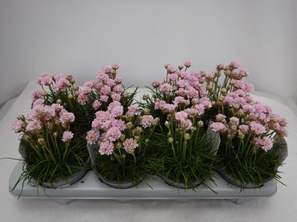 ARMERIA MARITIMA