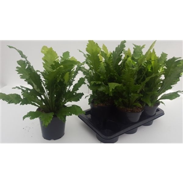 ASPLENIUM CAMPIO