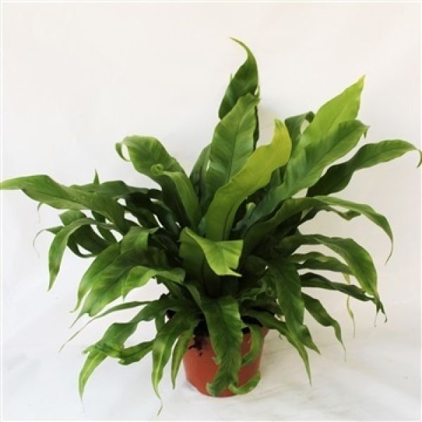 ASPLENIUM OSAKA
