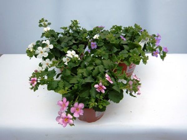 BACOPA