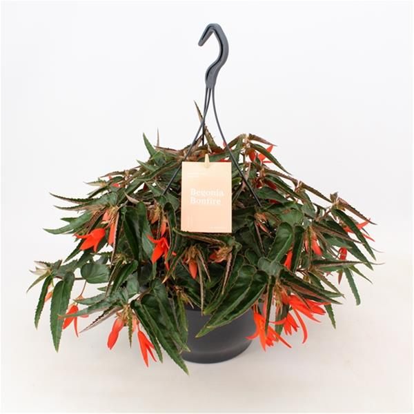 BEGONIA BONFIRE