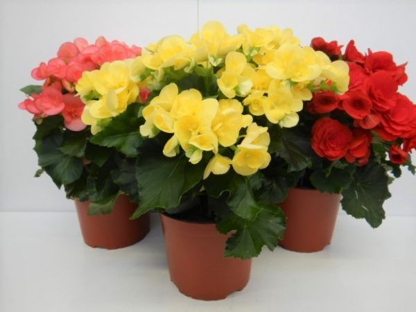 BEGONIA ELAT. 17 CM