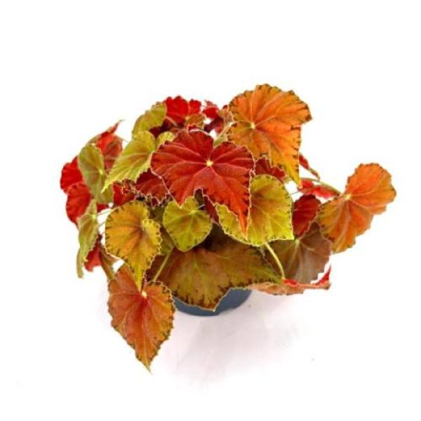BEGONIA REX AMBER LOVE