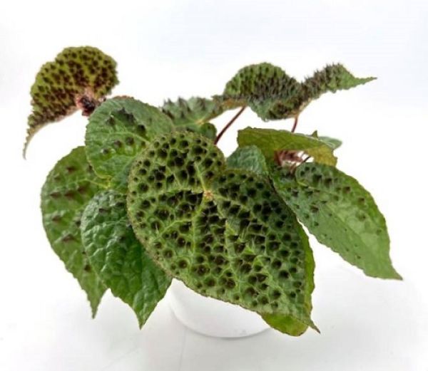 BEGONIA REX FEROX