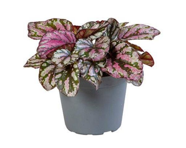 BEGONIA REX HUG MCLAUCHLAN