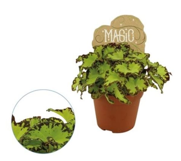 BEGONIA REX JIVE