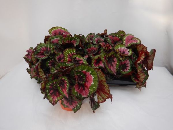 BEGONIA REX MACARENA