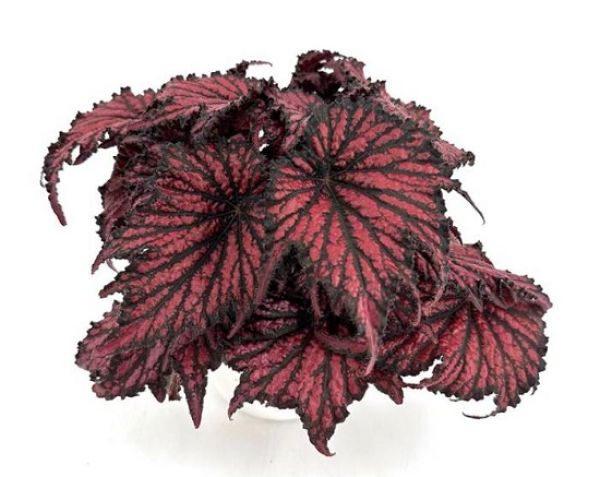BEGONIA REX RED BLACK