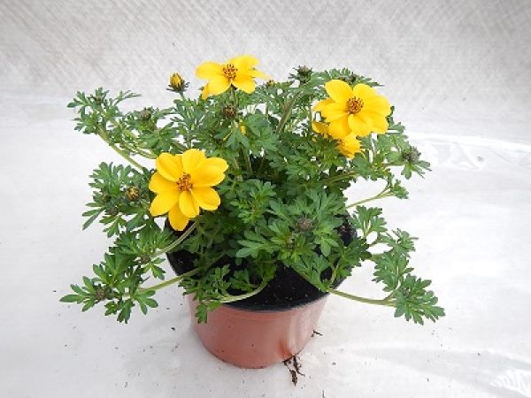 BIDENS