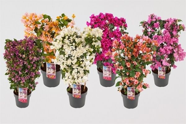 BOUGAINVILLEA SANDER. ESP.